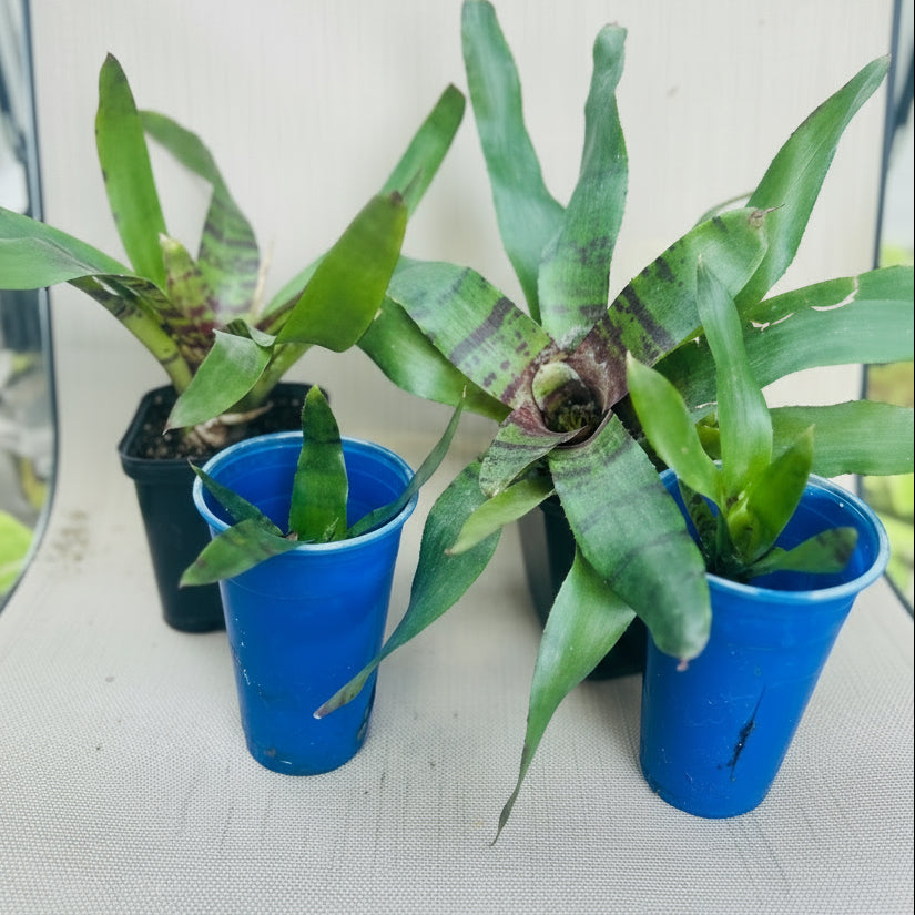 BROMELIAD Neoregelia