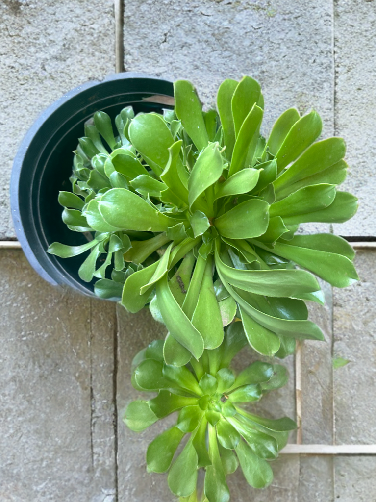 Aeonium