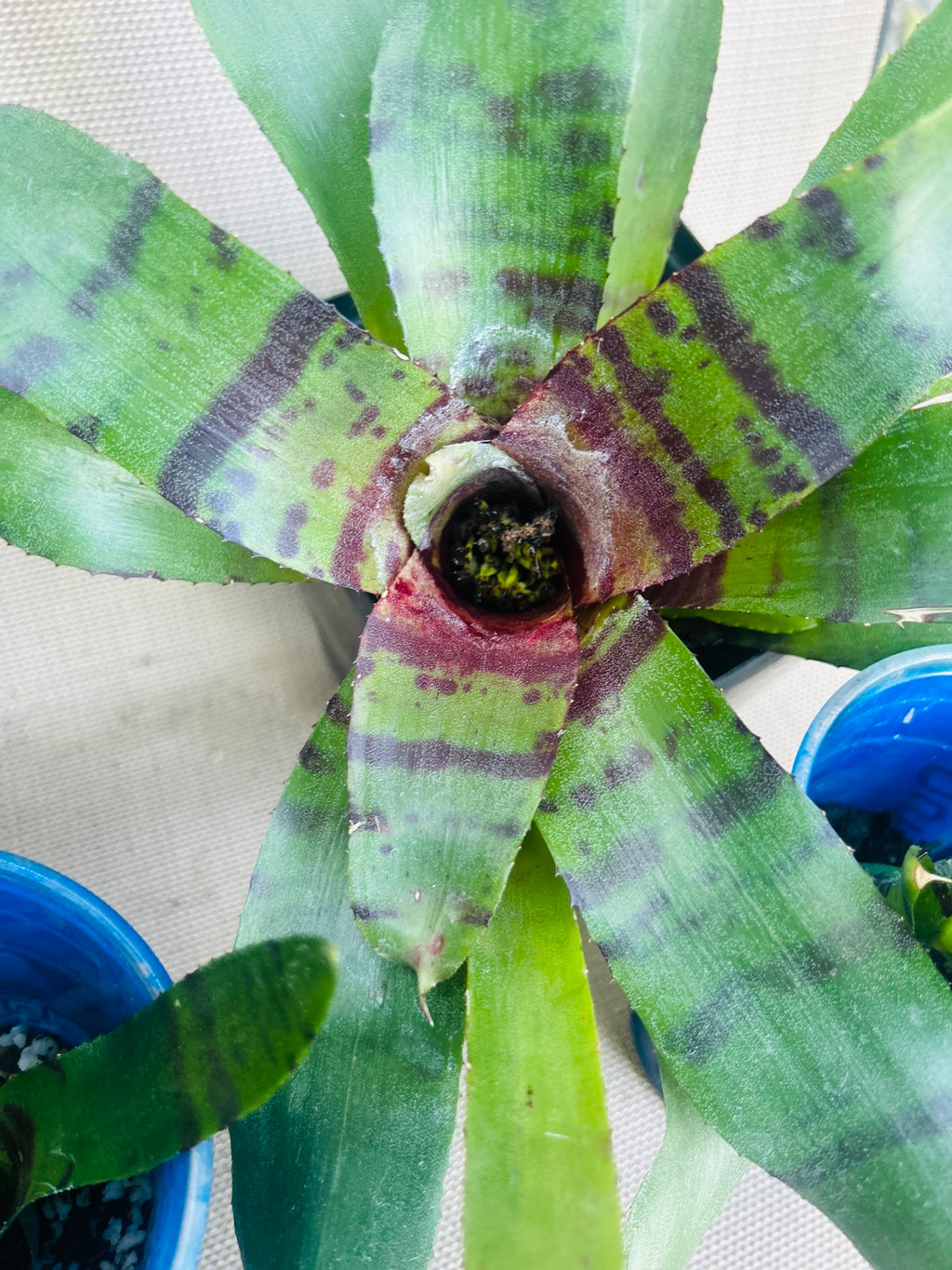 BROMELIAD Neoregelia