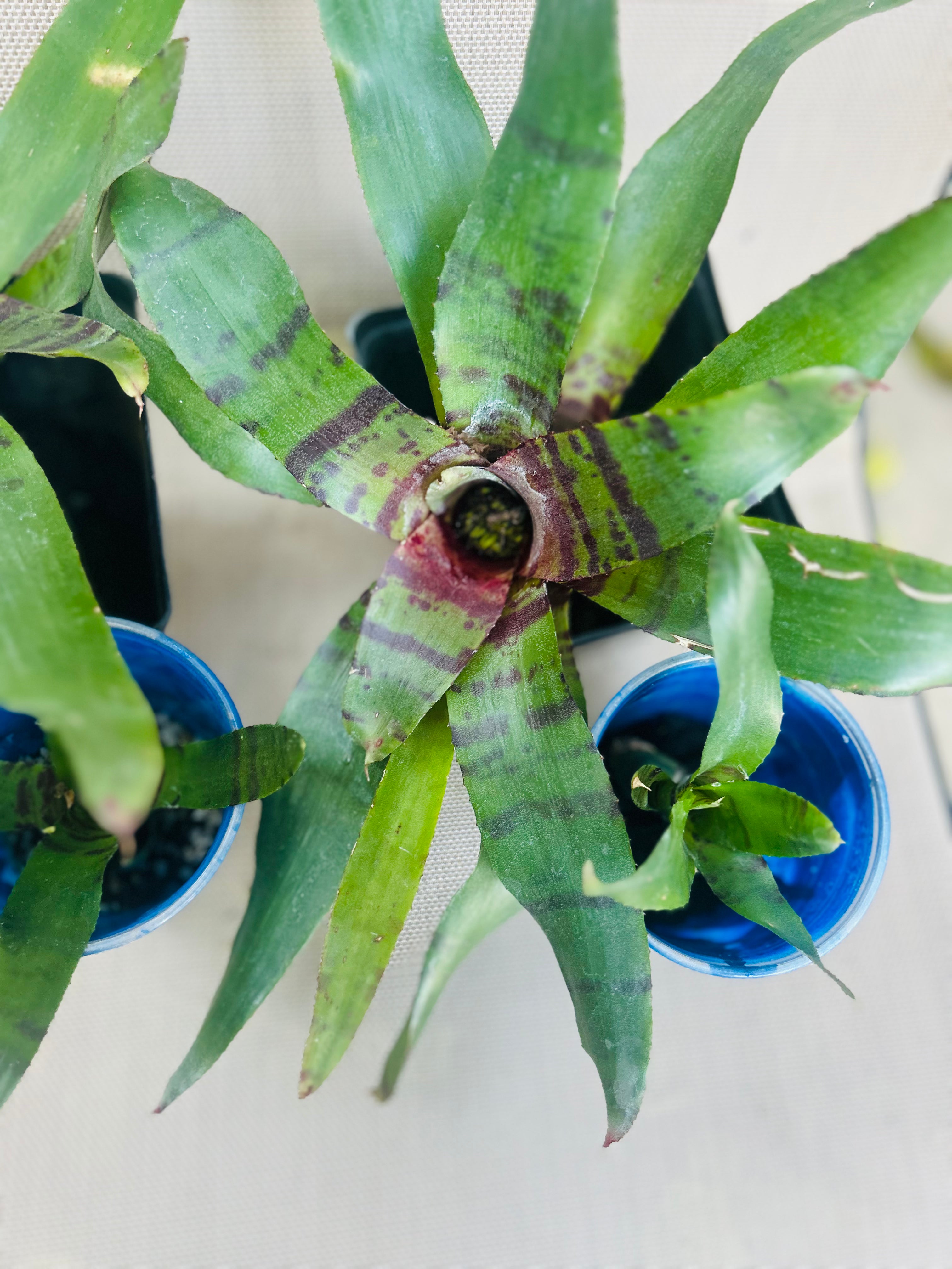 BROMELIAD Neoregelia