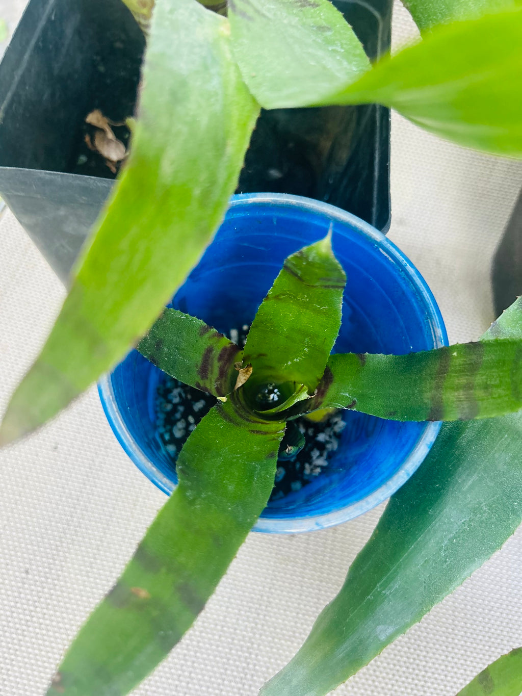 BROMELIAD Neoregelia