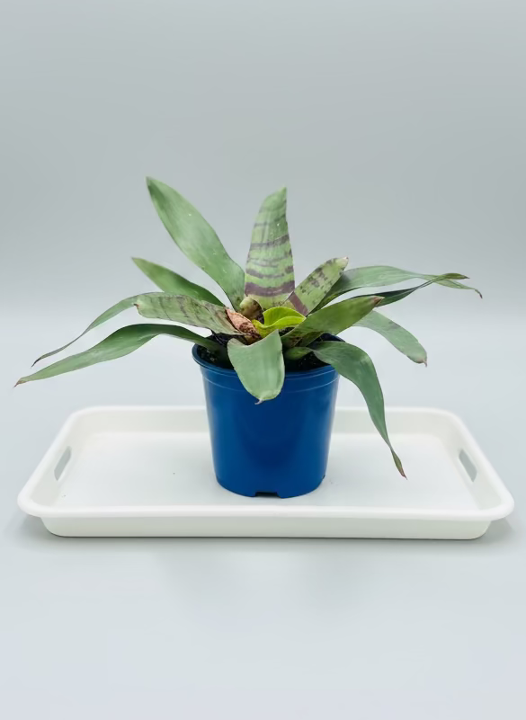 BROMELIAD Neoregelia