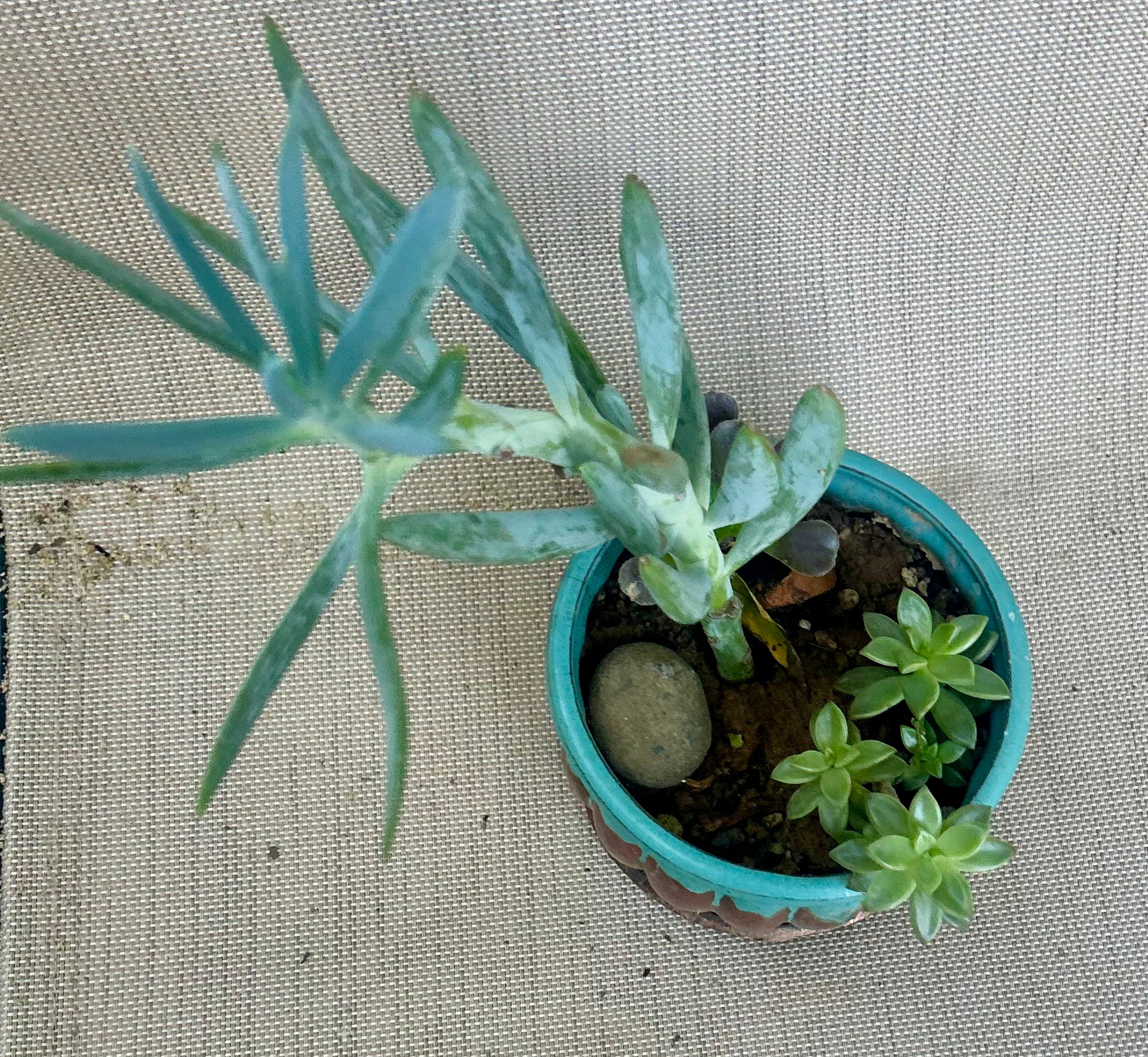 Small Desert Gardens