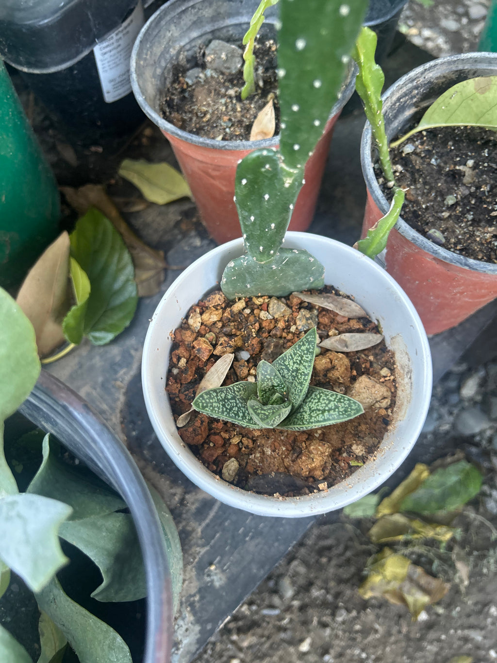 Small Desert Gardens