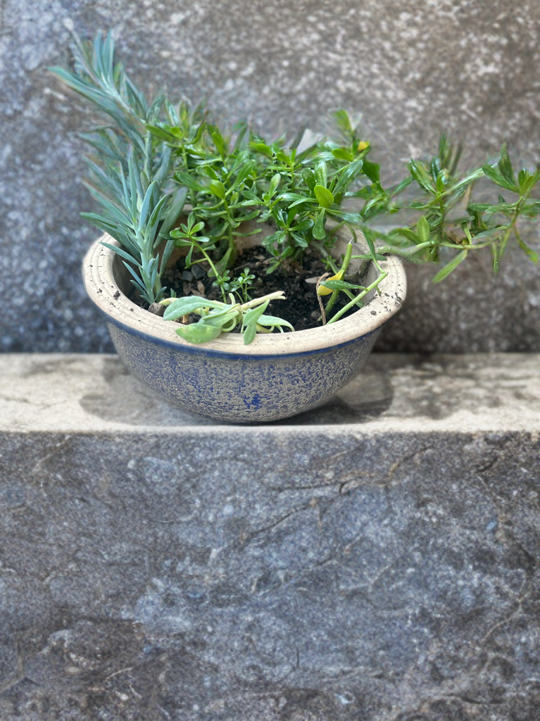 Small Desert Gardens