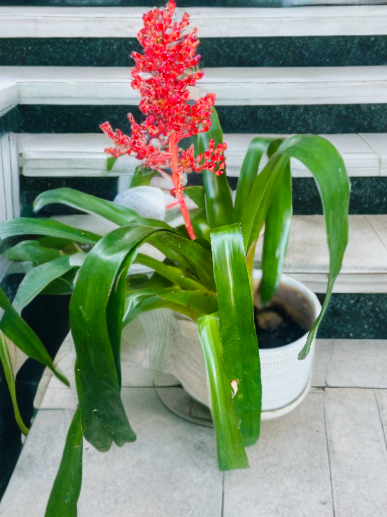 Bromeliad