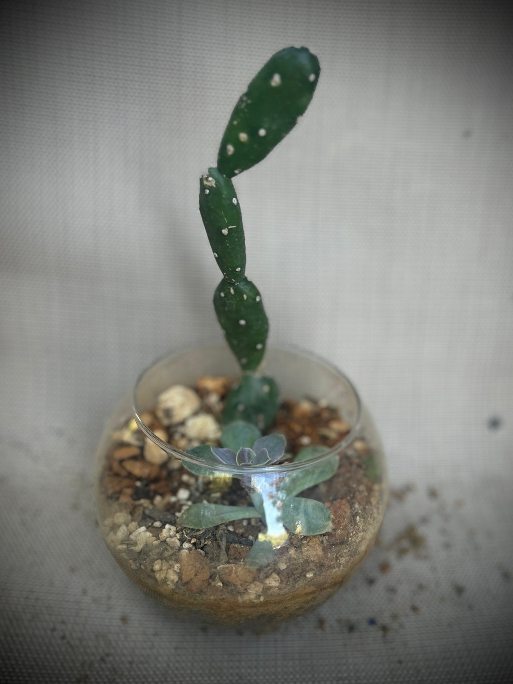 Small Desert Gardens