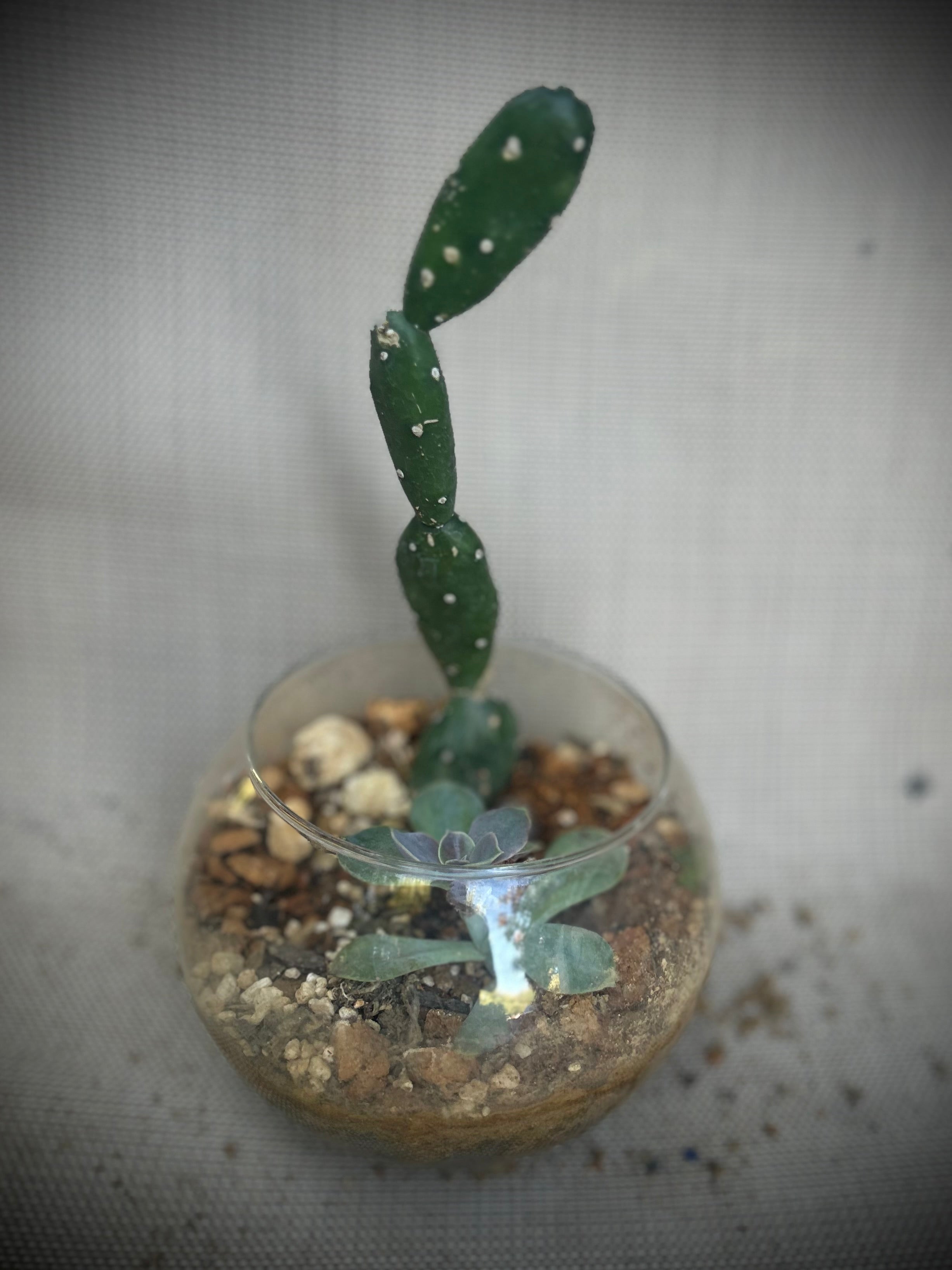 Small Desert Gardens