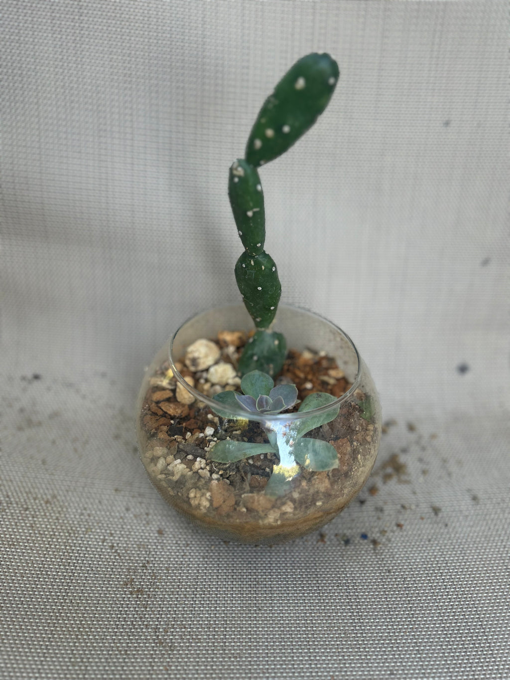 Small Desert Gardens