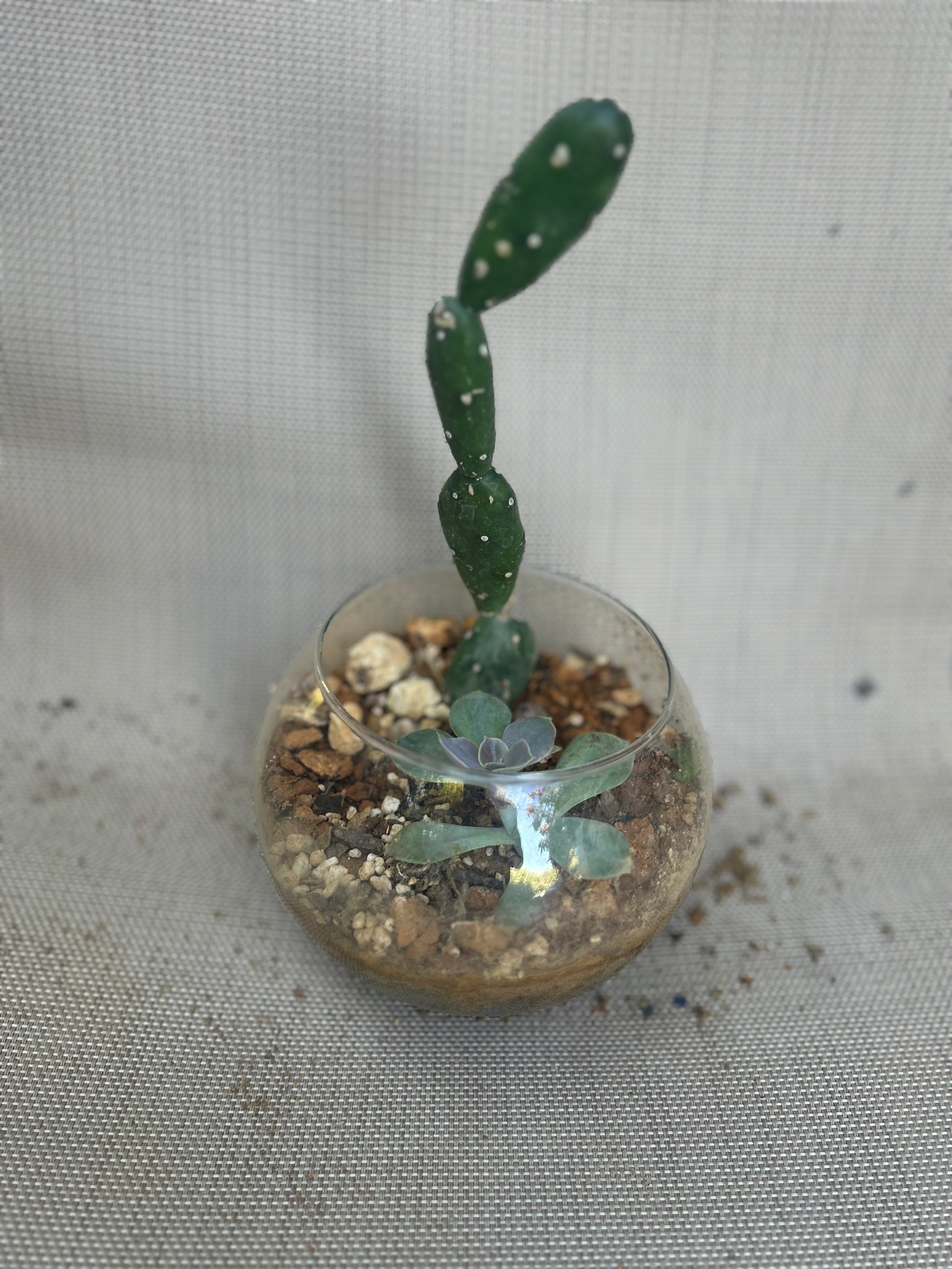 Small Desert Gardens