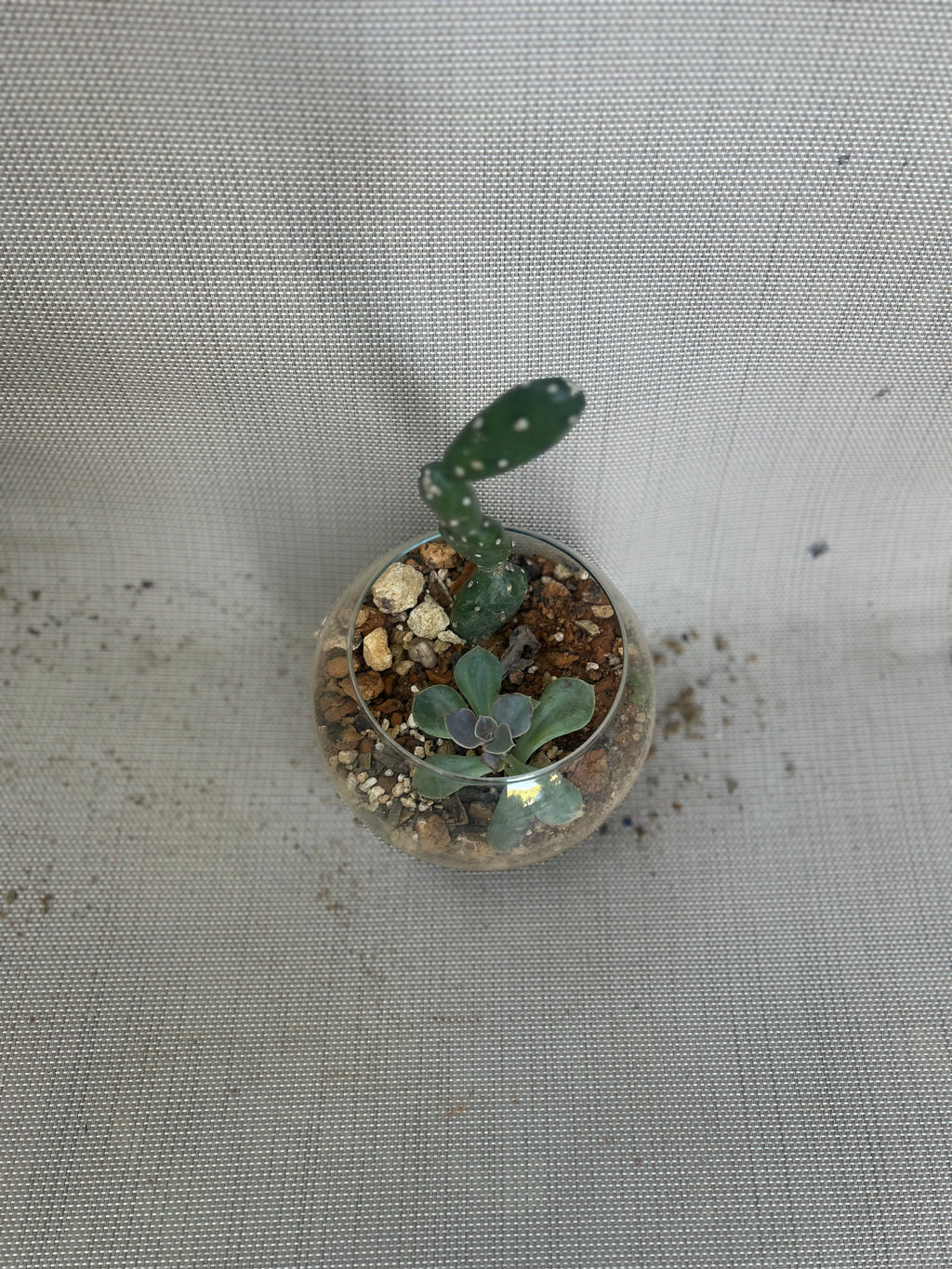 Small Desert Gardens