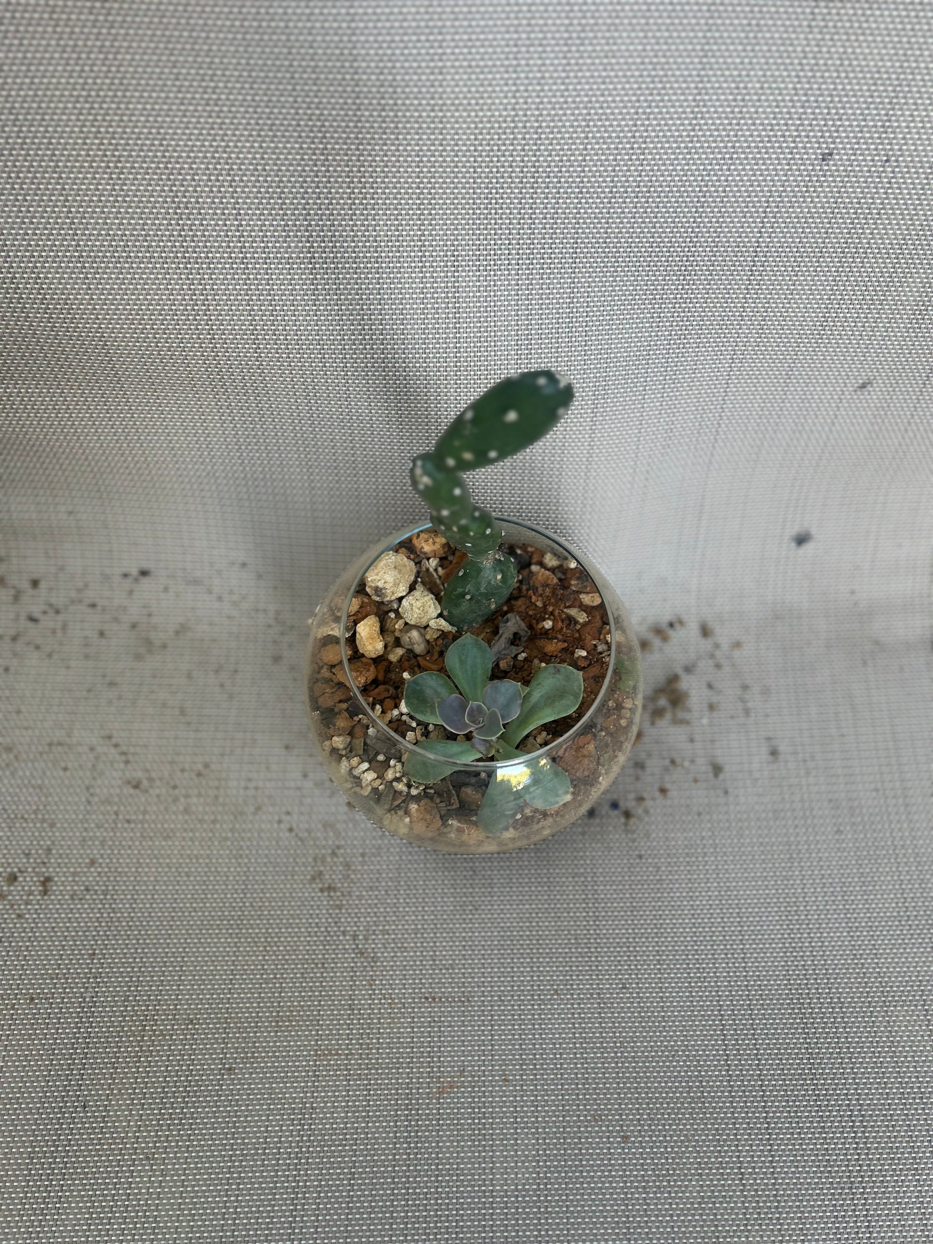 Small Desert Gardens