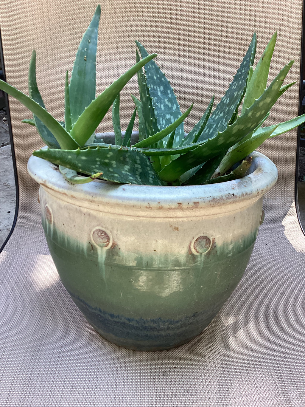 Aloe Vera