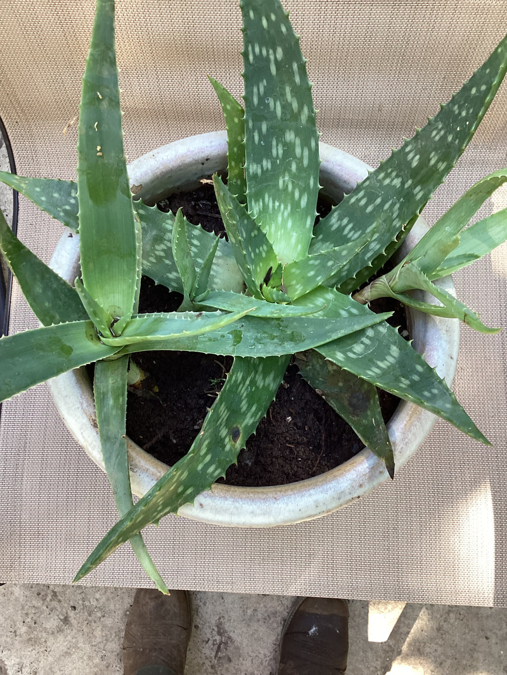 Aloe Vera