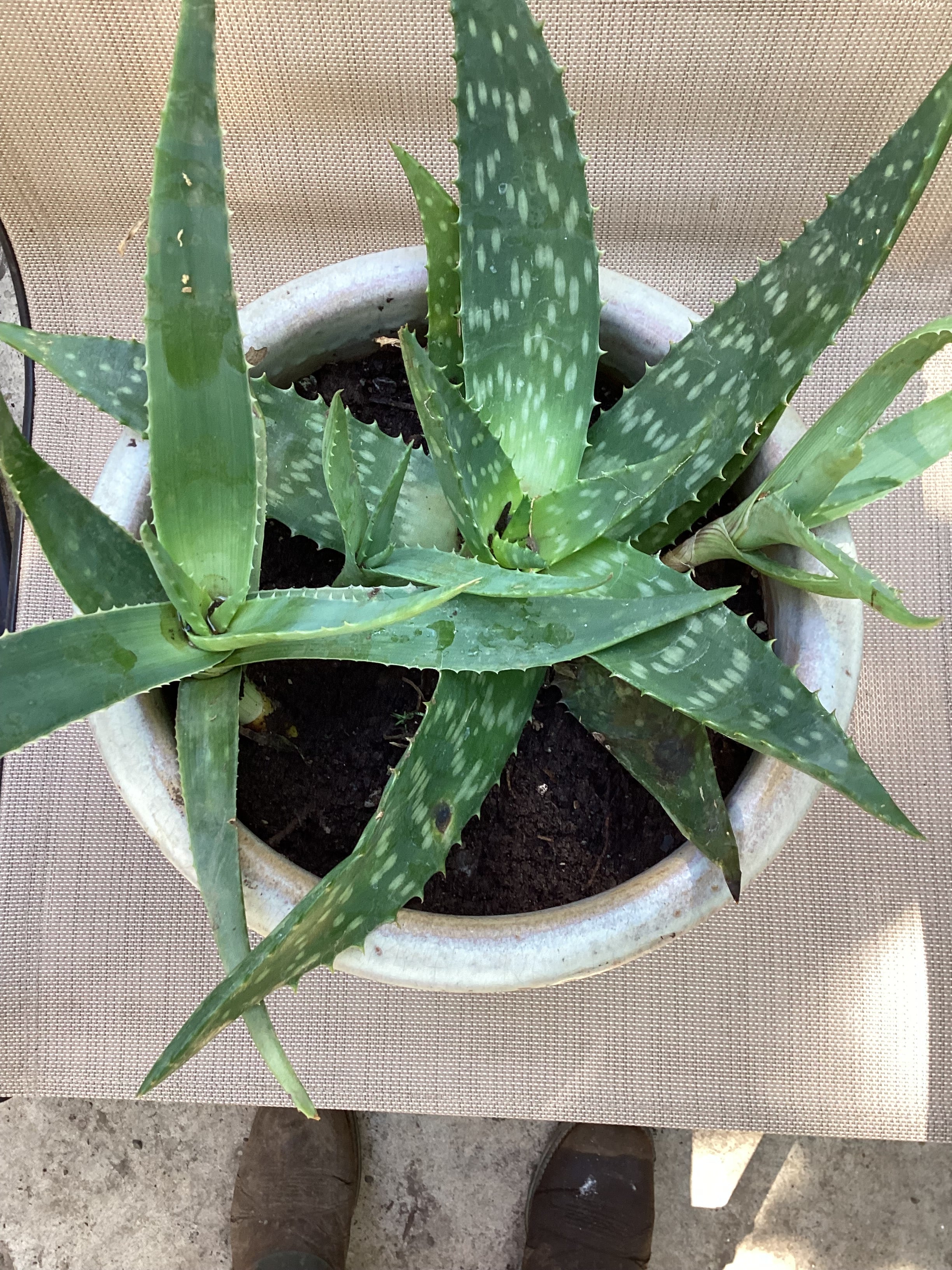 Aloe Vera