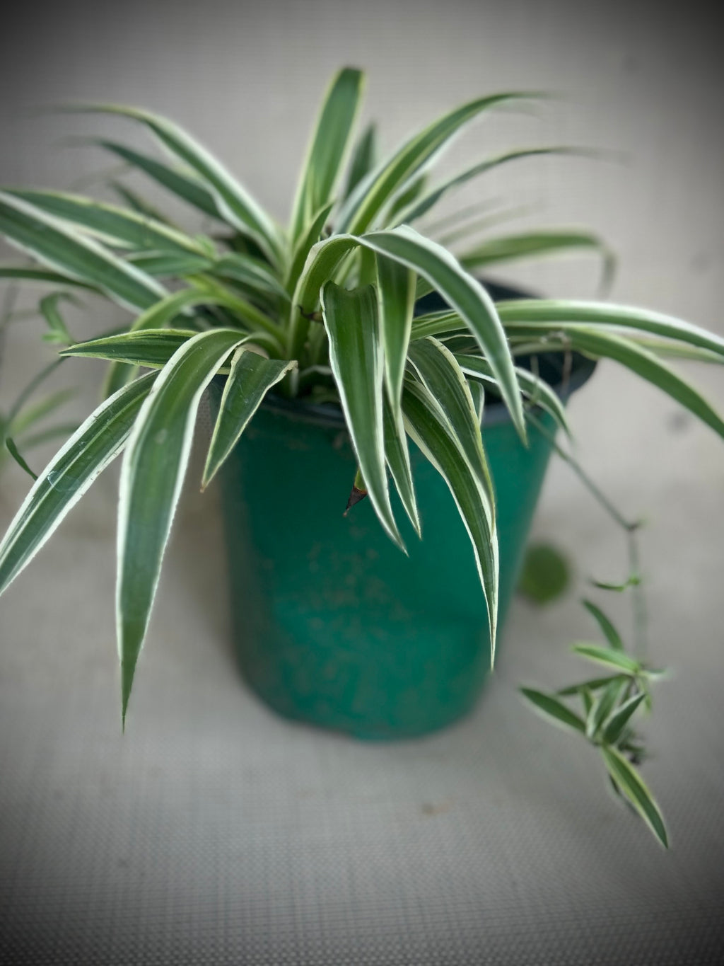 Spider Plant