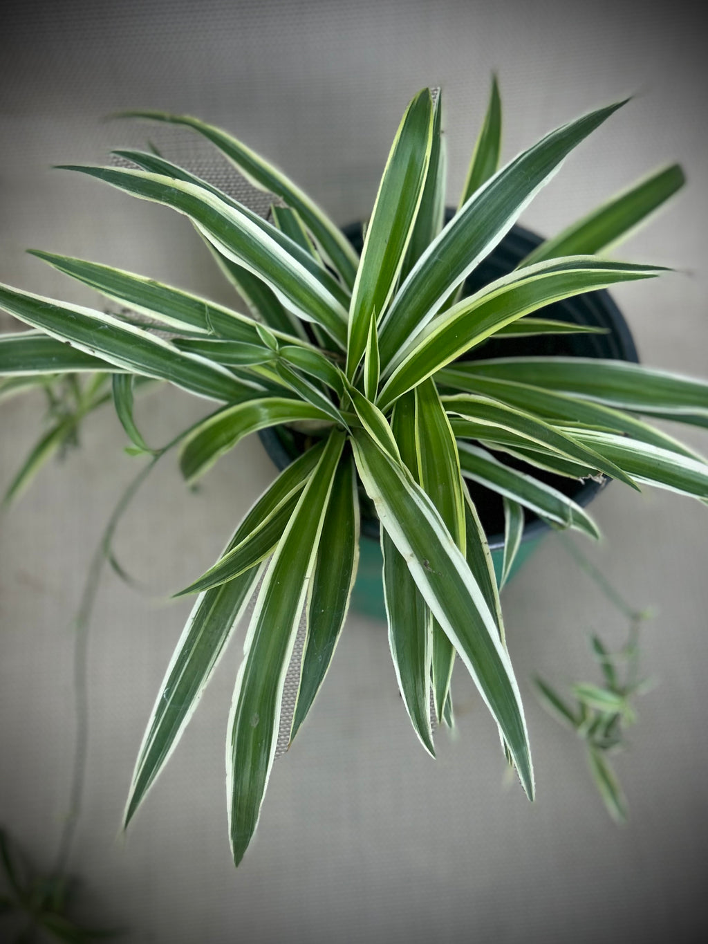Spider Plant