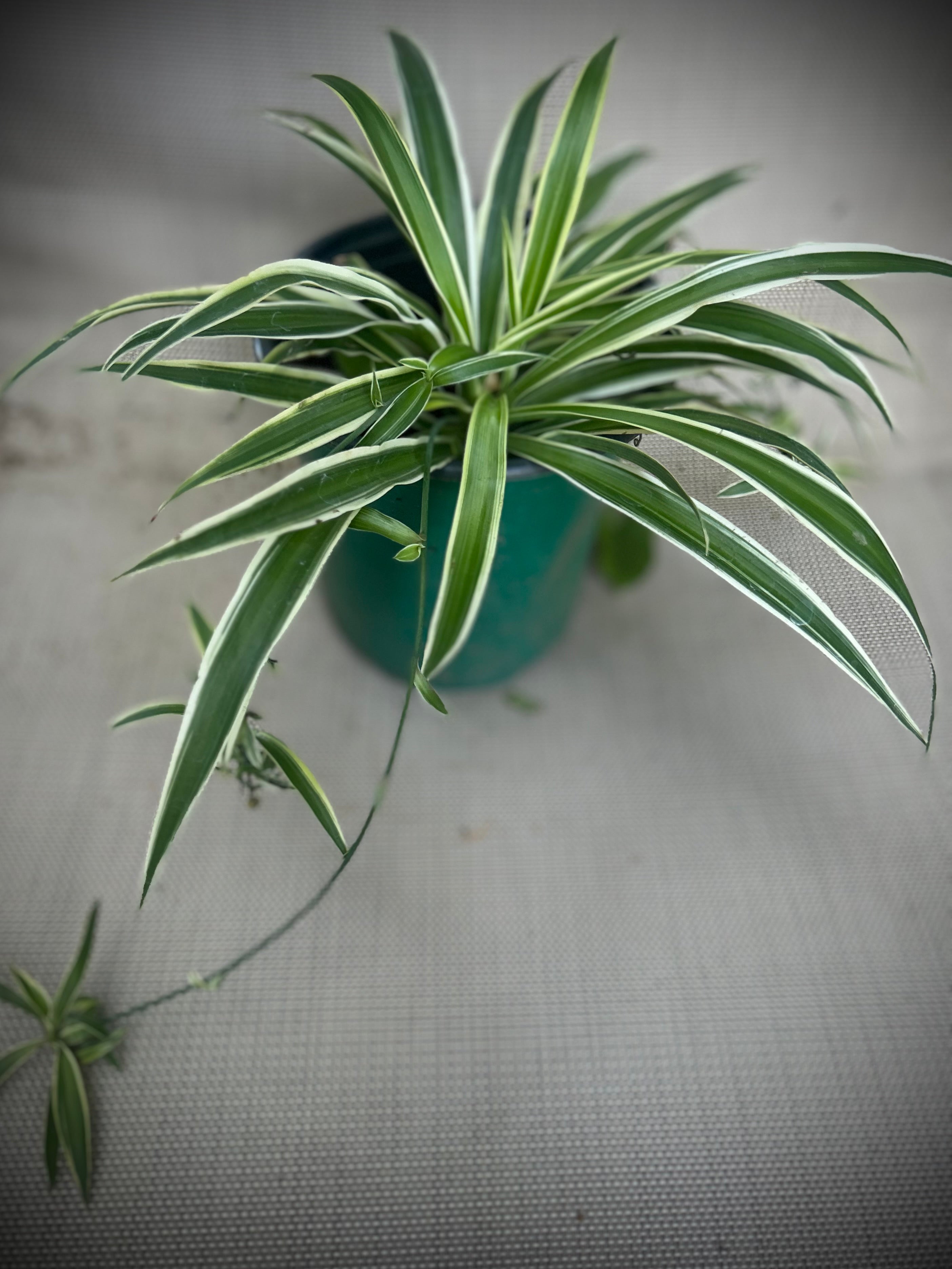 Spider Plant