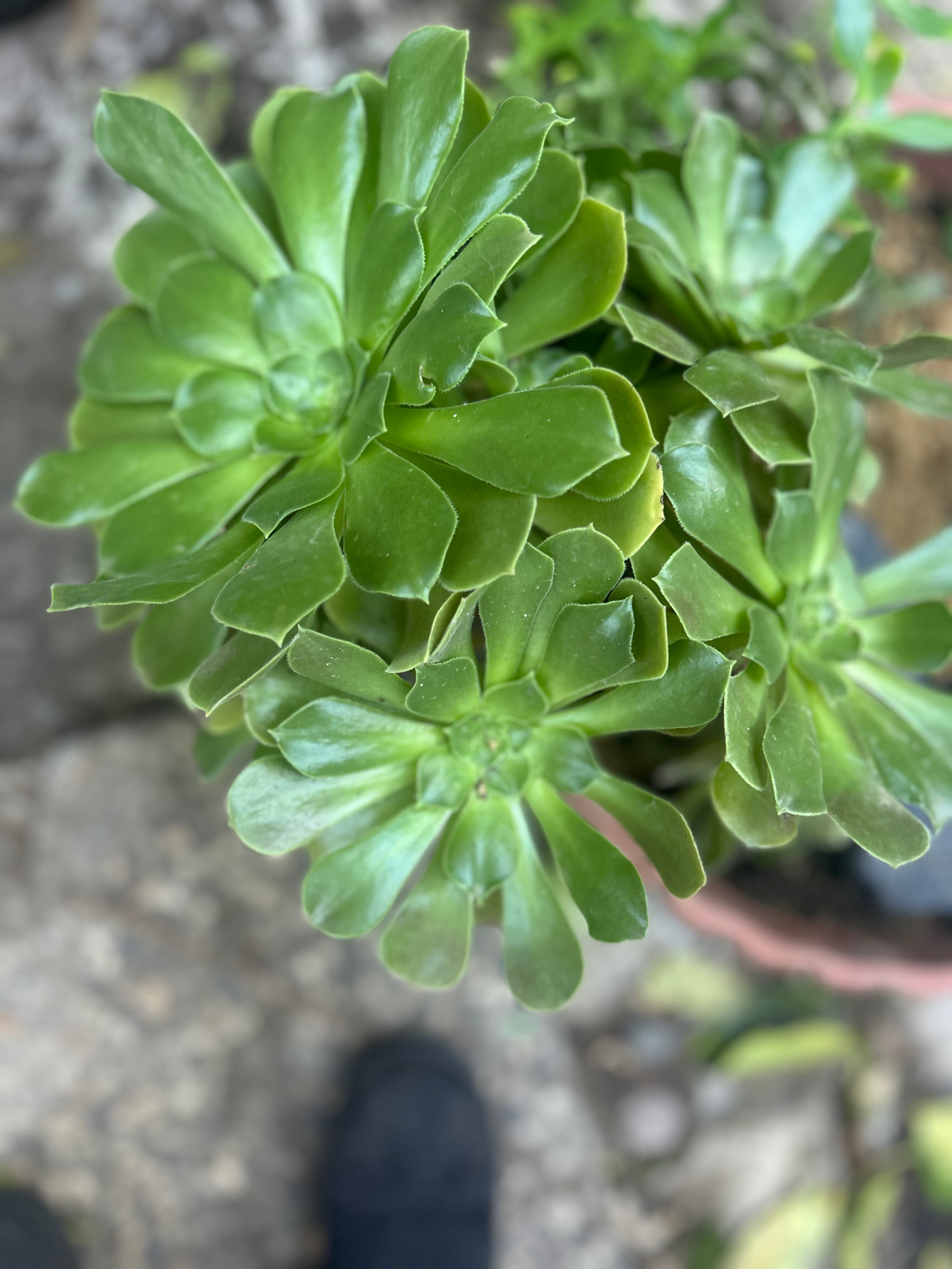Aeonium
