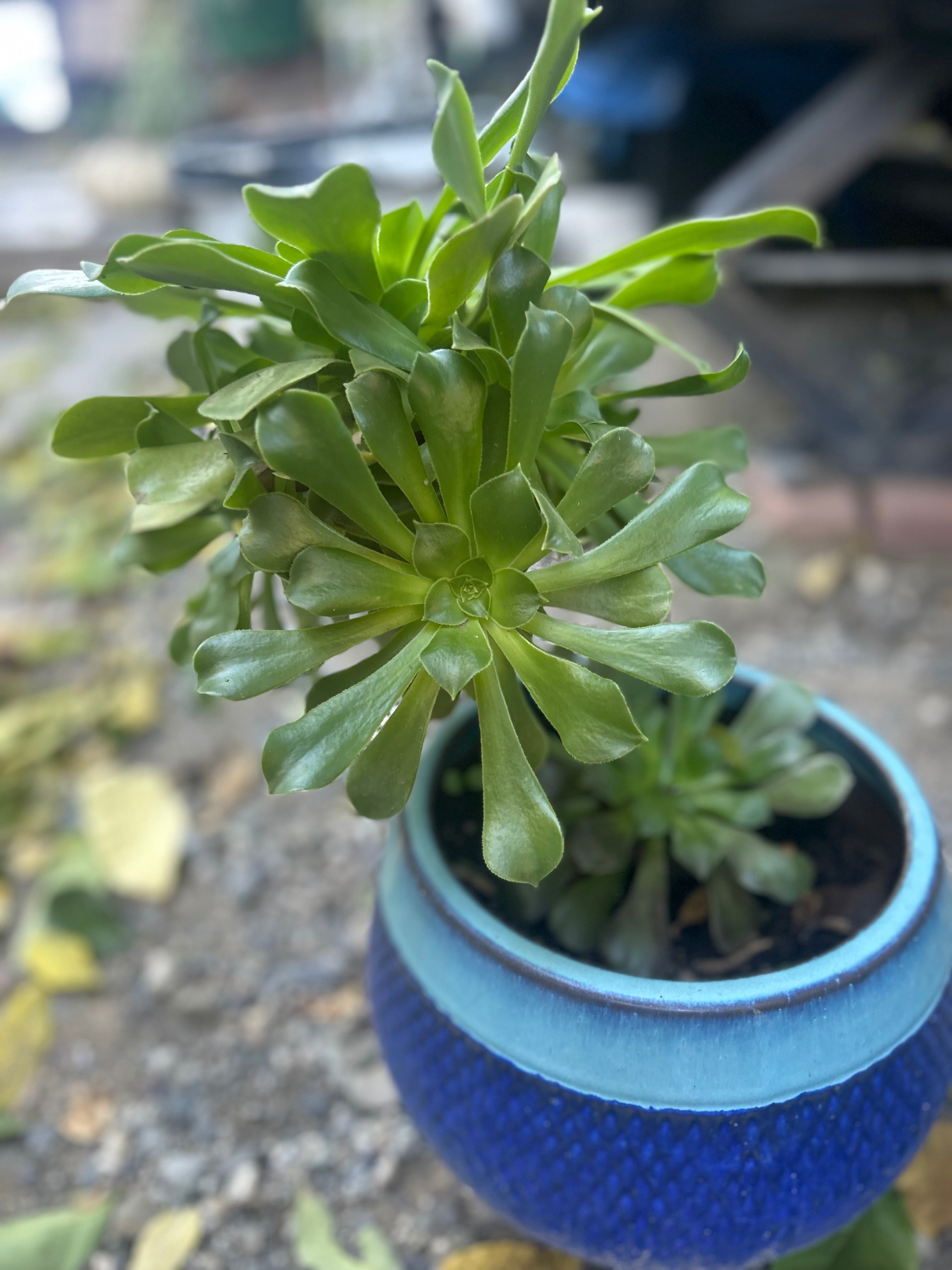 Aeonium