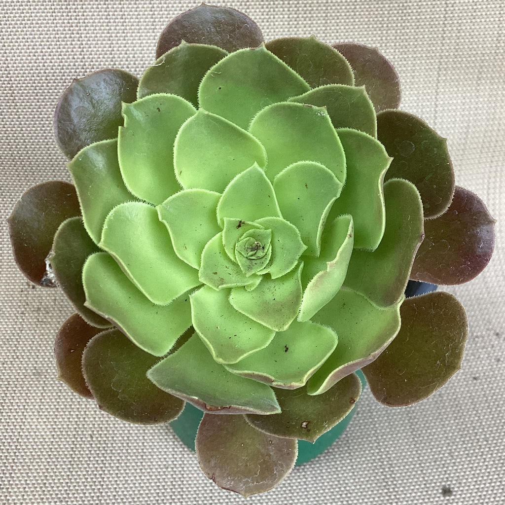 Aeonium