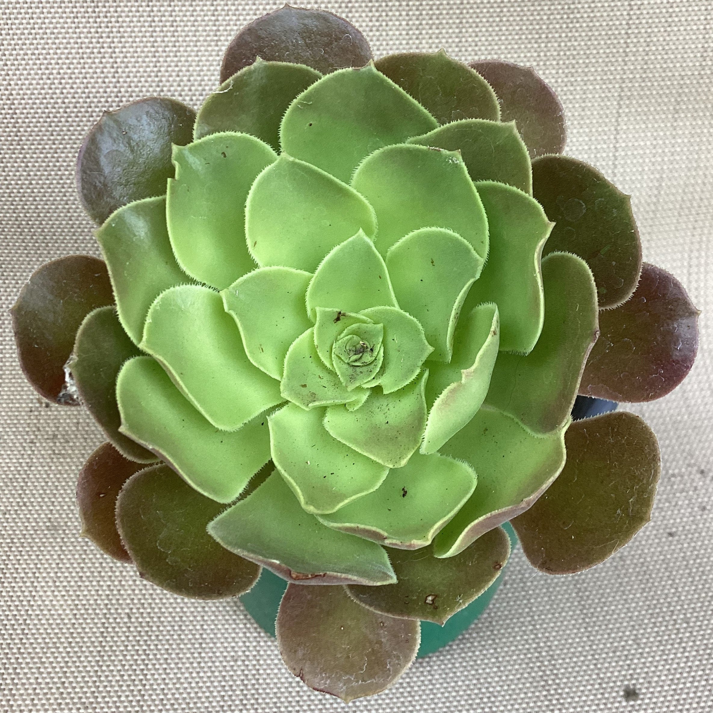 Aeonium